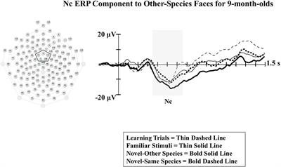 The Development of Attentional Biases for Faces in Infancy: A Developmental Systems Perspective